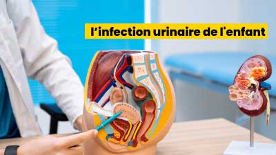 l’infection urinaire de l