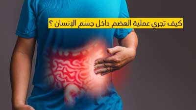 كيف تجري عملية الهضم داخل جسم الإنسان ؟ 
