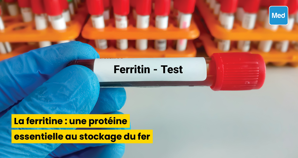 La ferritine : une protéine essentielle au stockage du fer